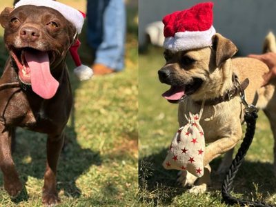 Perritos rescatados del Metro CDMX entregarán cartas a Santa Claus y los Reyes Magos