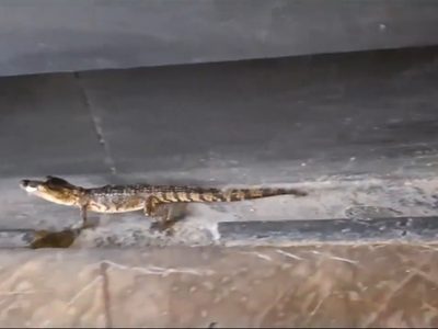 Metro CDMX: Autoridades rescatan a cocodrilos hallados en Balderas y Río de los Remedios