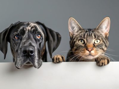 ¿Cómo cuidar a perros y gatos en época de frío? Esto dicen los expertos