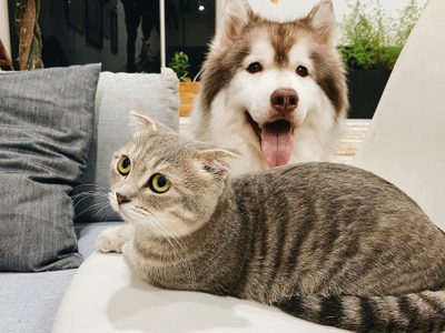 ¿Cuáles son los cuidados para perros y gatos durante la época de calor? Esto dice la UNAM