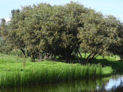 SEDEMA anuncia creación del primer Centro de Visitantes en el Parque Ecológico de Xochimilco